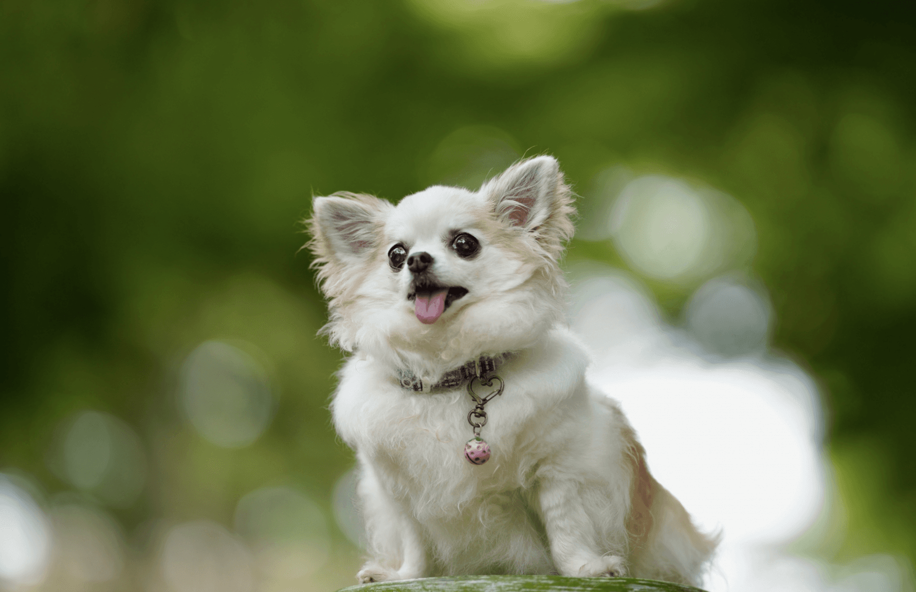 【獣医師解説】犬の外耳炎:原因、症状、治療法、予防策