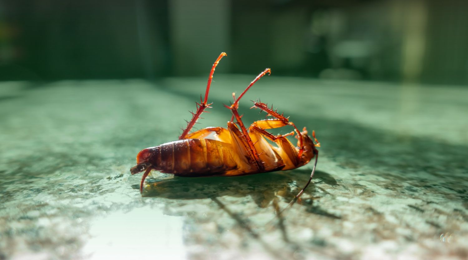 Close-up macro photo of a dead cockroach lying on its back on a smooth, mottled surface with its legs in the air.