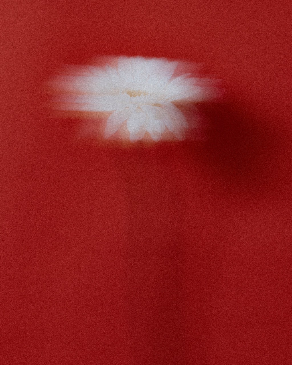 Brand Identity Aesthetic Direction by David Carlo visual 2