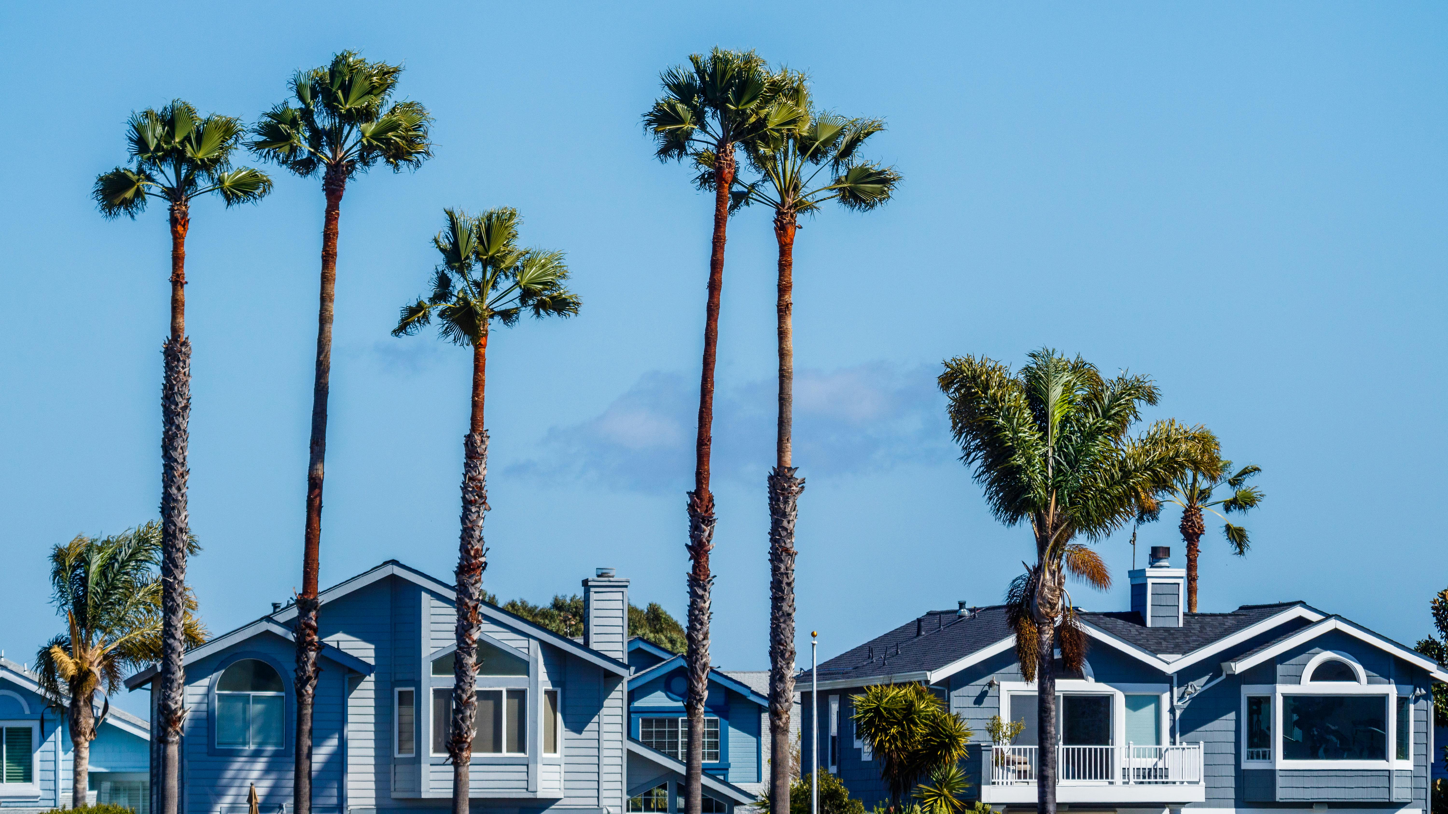 Villas and palm trees