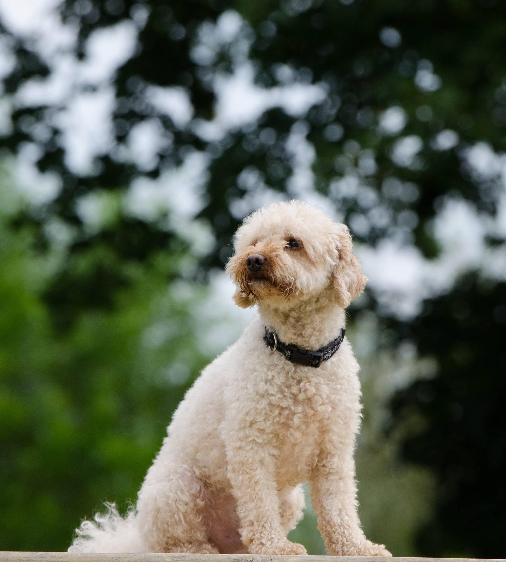 Poodle Temperament and Lifestyle Fit