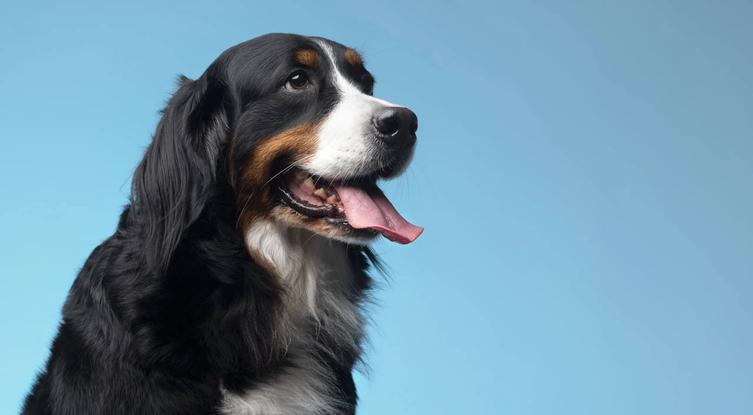 cachorro olhando de perfil com fundo azul