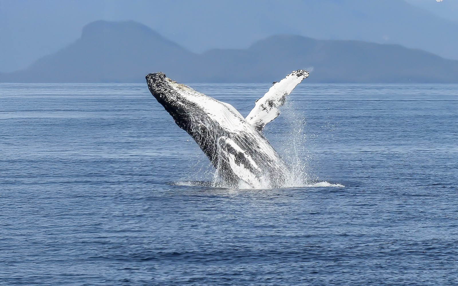 在雷克雅未克附近,乘坐RIB快艇之旅观赏鲸鱼跃出水面的精彩瞬间。