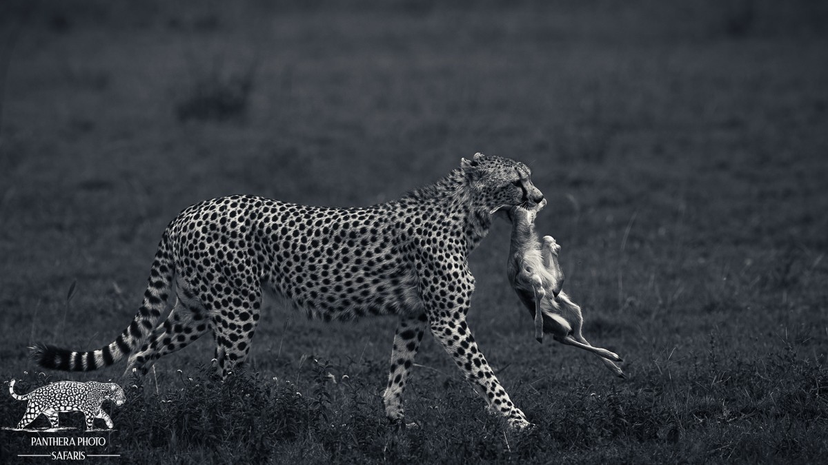 Central Serengeti 2023 Trip Report
