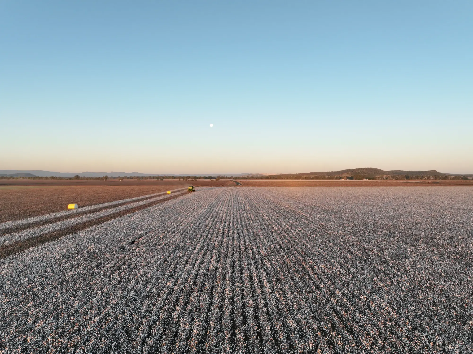 A cotton field at harvest, rows of open cotton bolls under a clear sky