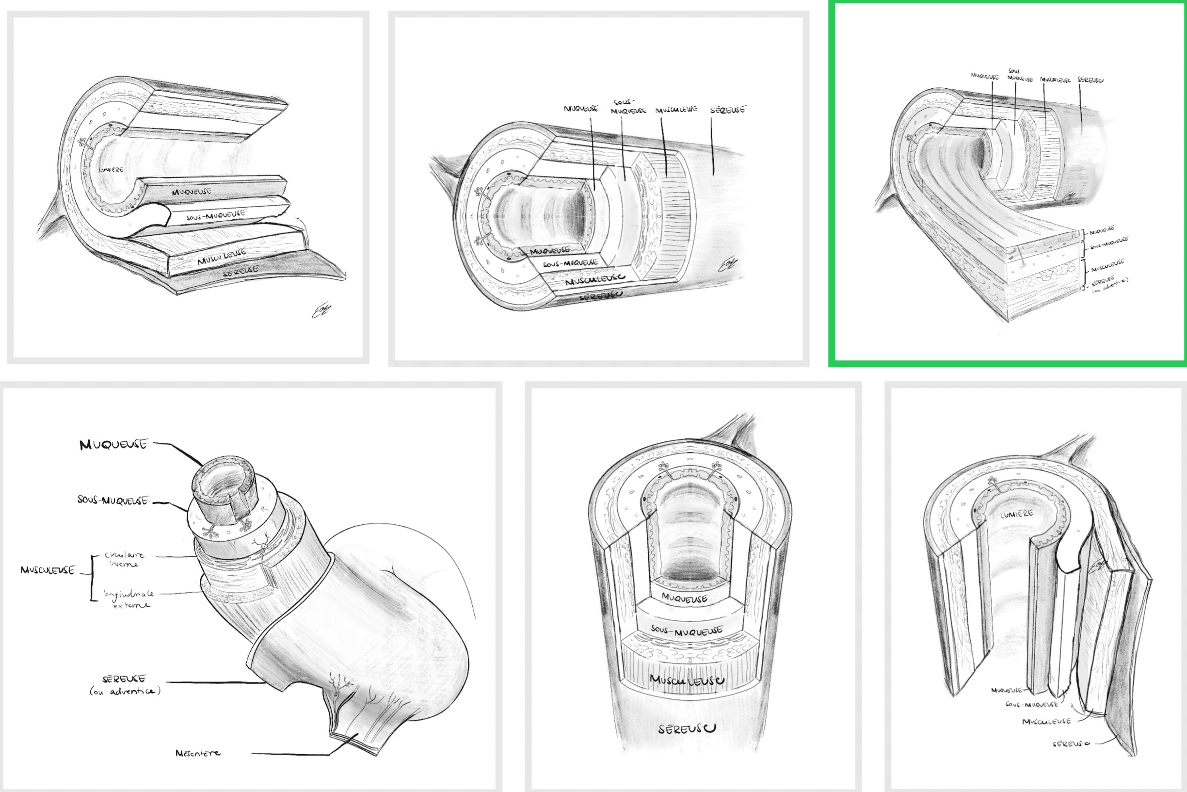 Esquisses du tractus digestif sur le plan histologique par l'illustratrice scientifique Élodie Ouellet-Belleau.