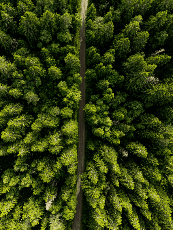 Aerial view of a road through a dense green forest