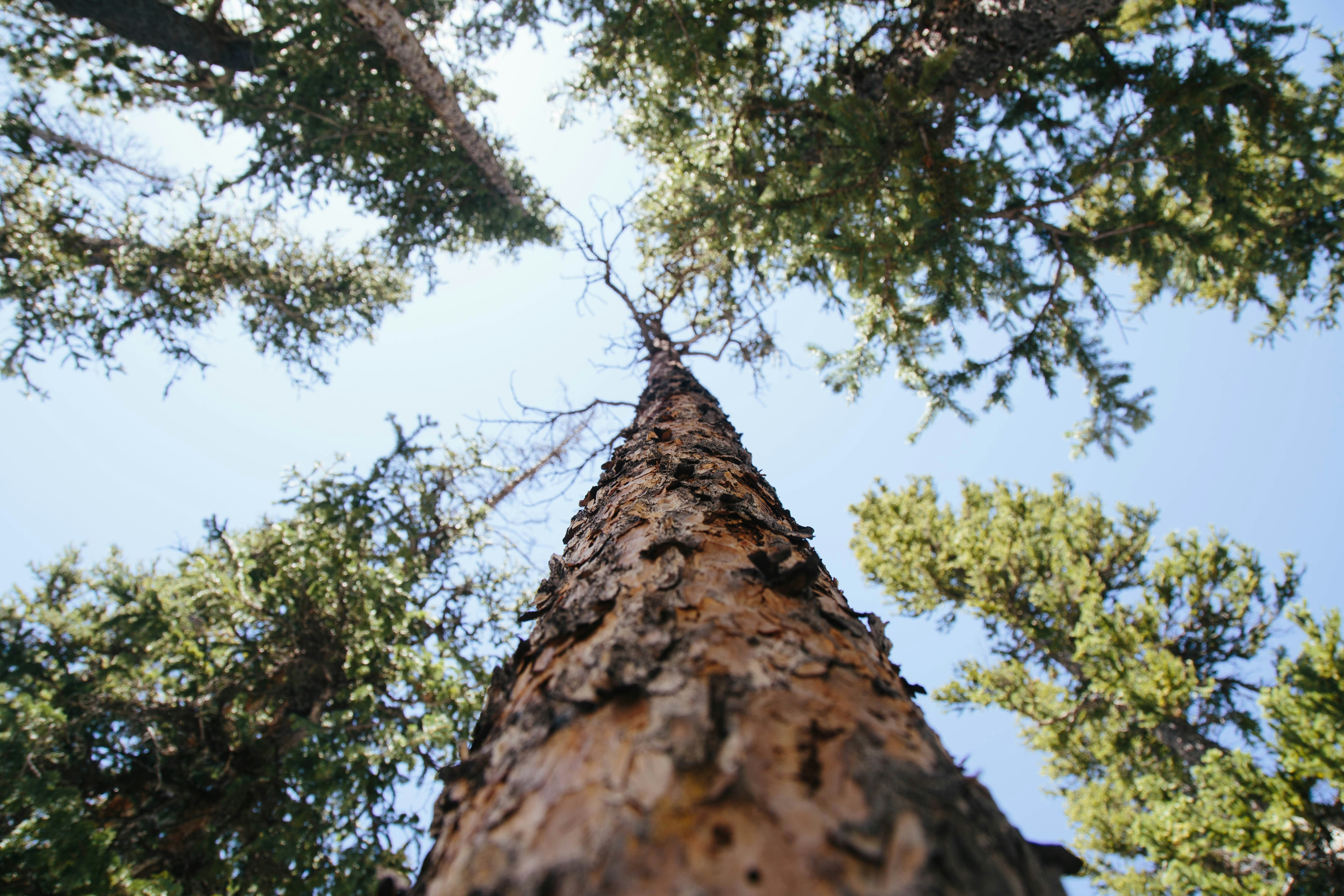 View looking up at a tall tree from its base, showing the trunk stretching upward and branches spreading out against a blue sky.
