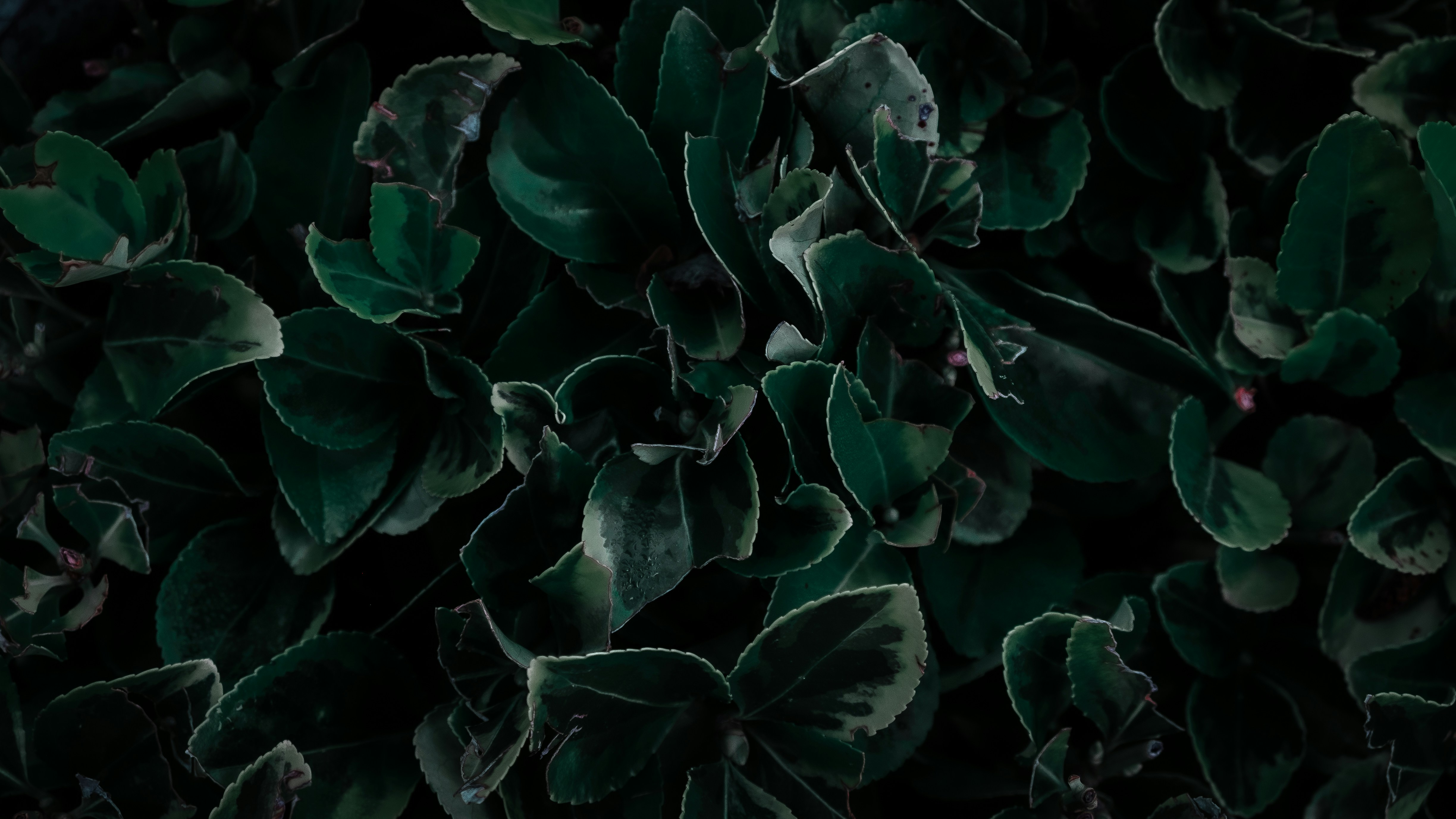 a group of green leaves