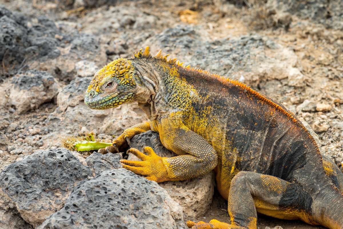A yellow and black-spotted iguana rests on gray volcanic rocks while holding a green leaf in its mouth.