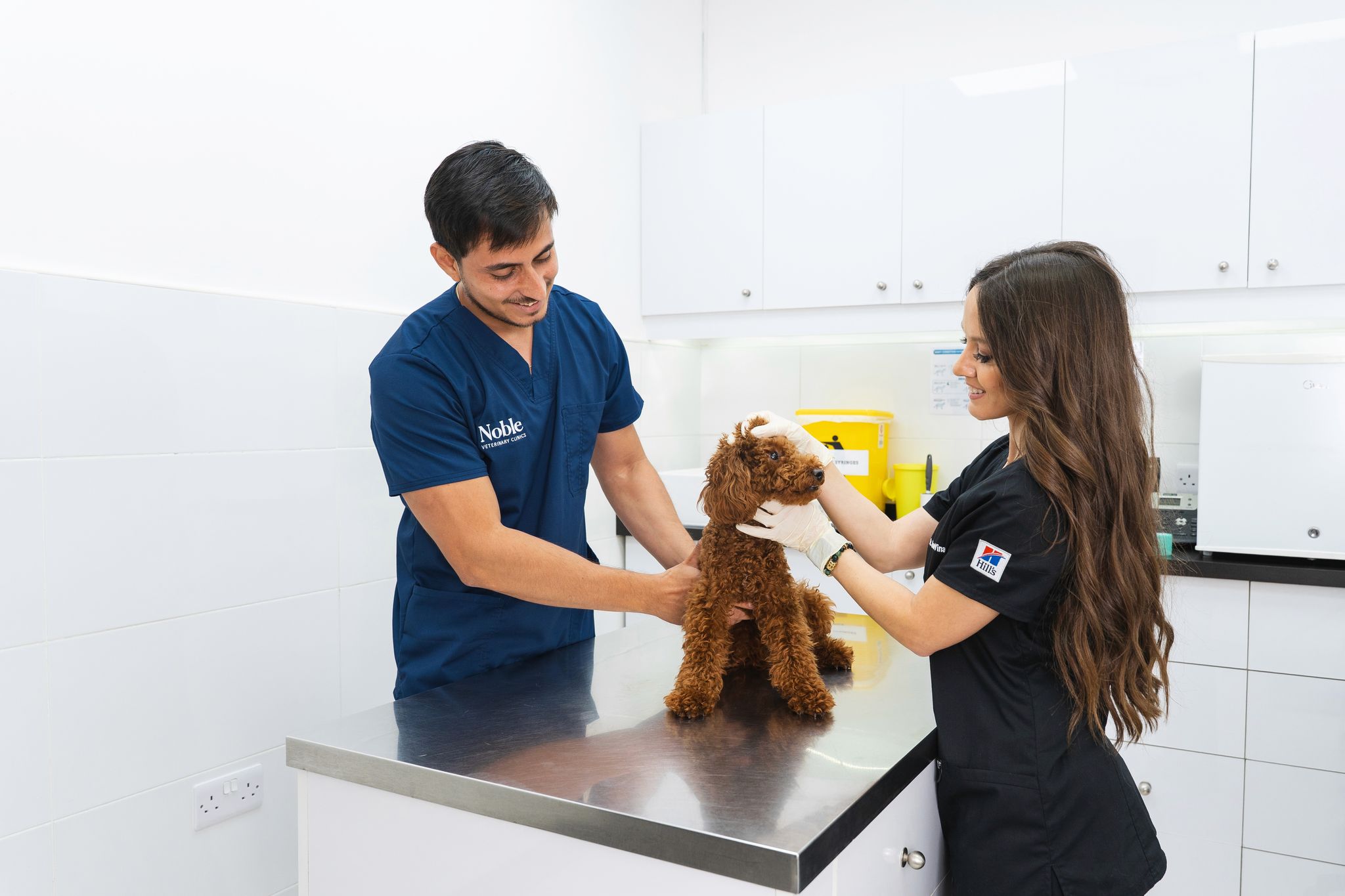 Two veterinarians examine a small brown curly-haired dog on a stainless steel examination table in a brightly lit veterinary clinic. The male vet, wearing blue scrubs labeled "Noble Veterinary Clinic," holds the dog gently, while the female vet in black scrubs with long hair and gloves examines the dog’s head.