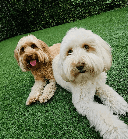 photo of Jackson & Milo, a client's dogs