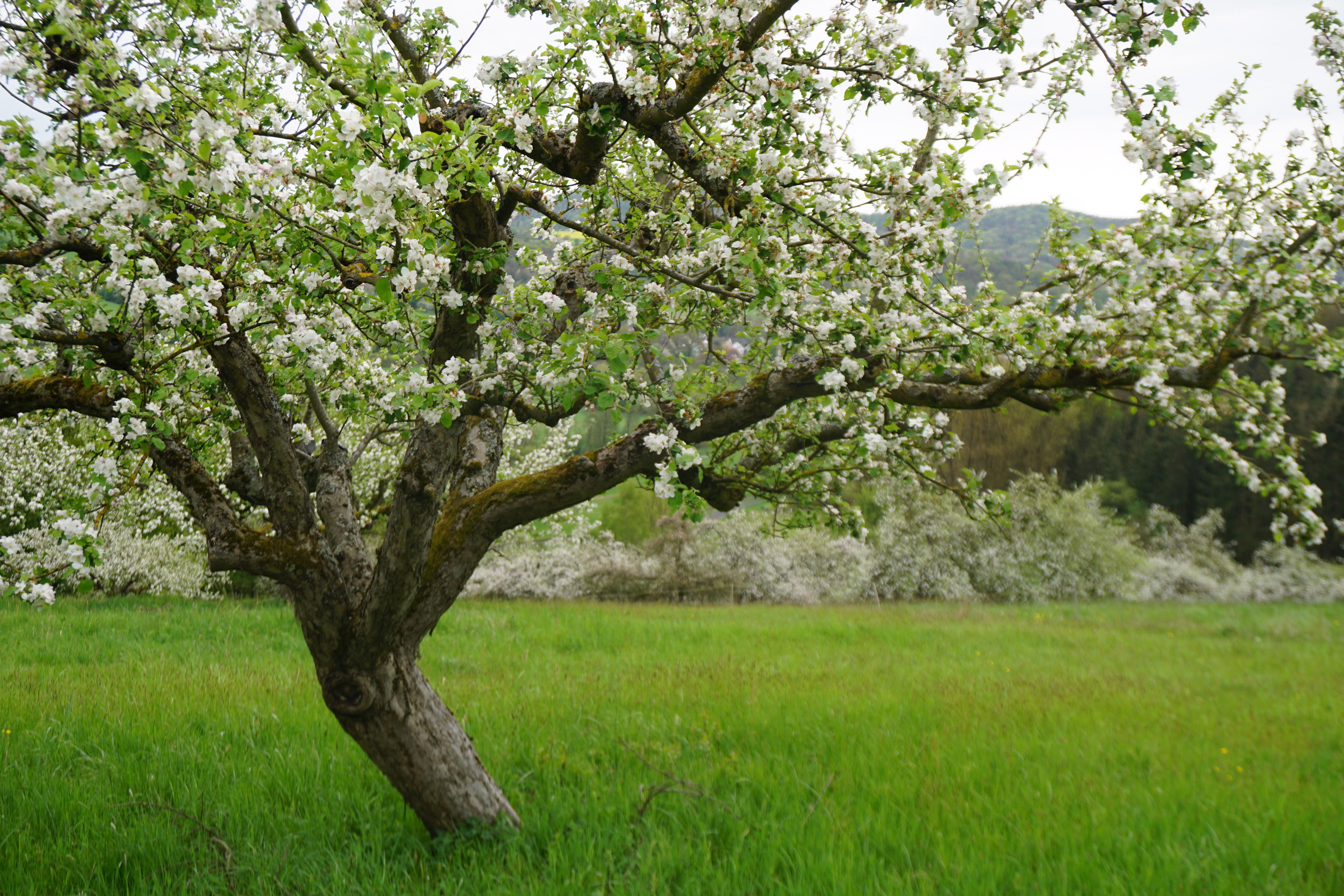 Apfelbaum auf Streuobstwiese