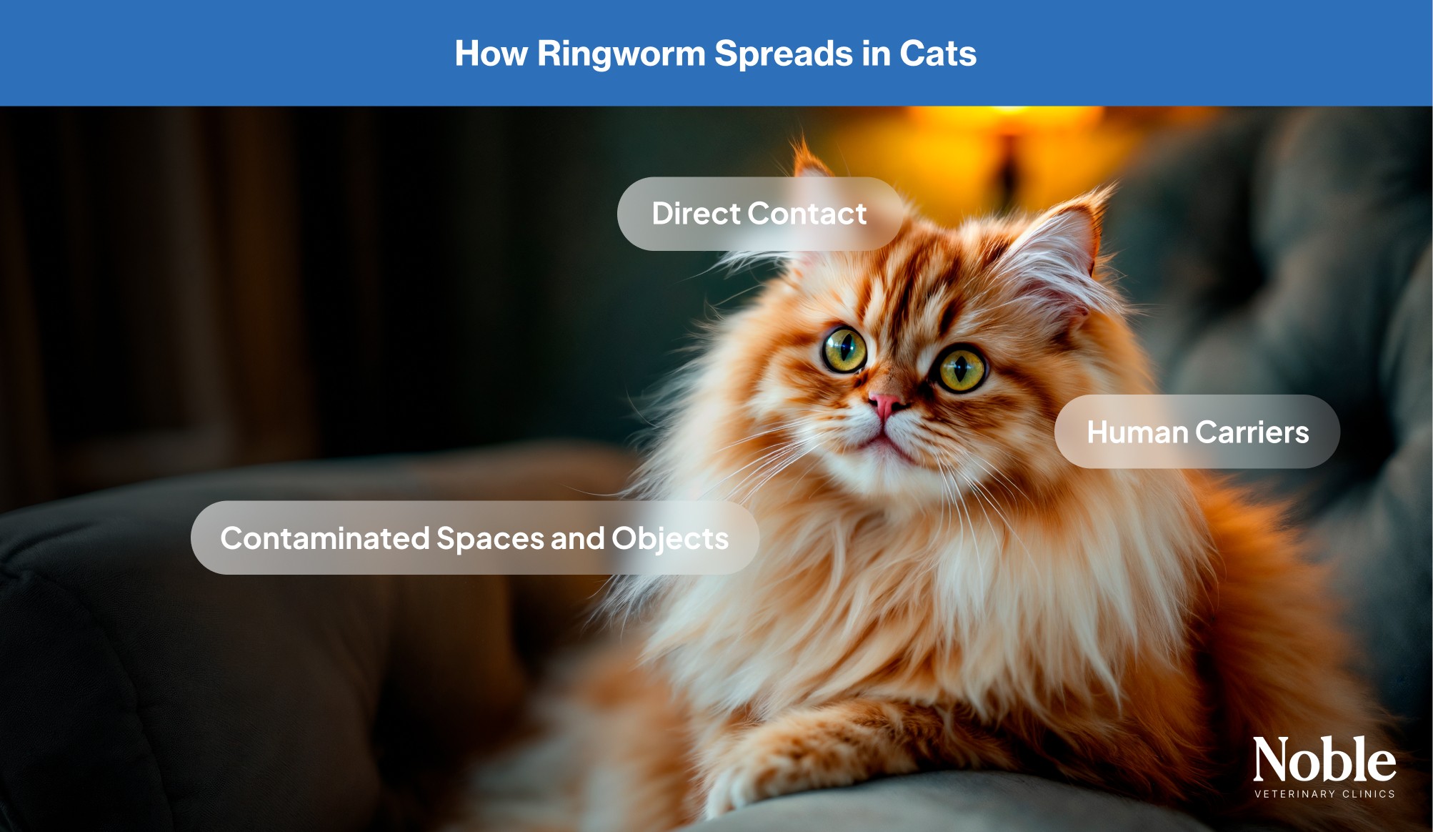 An infographic showing the causes of ringworm transmission in cats.
