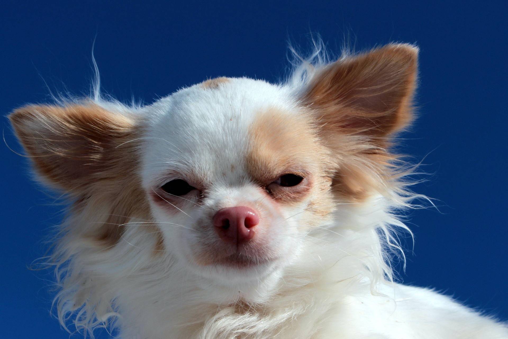 Chihuahua Physical Characteristics