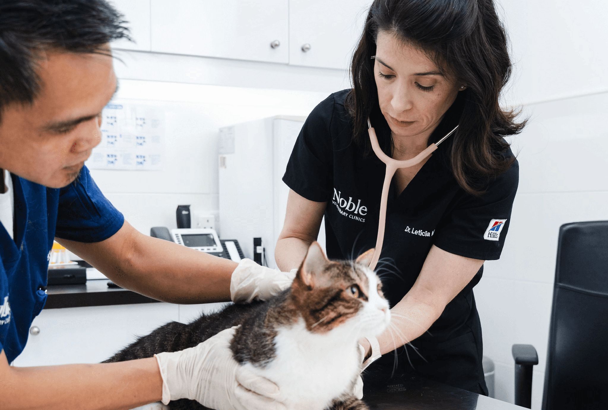 A veterinarian is listening to a cat's heart using a stethoscope while another vet is holding the cat. 