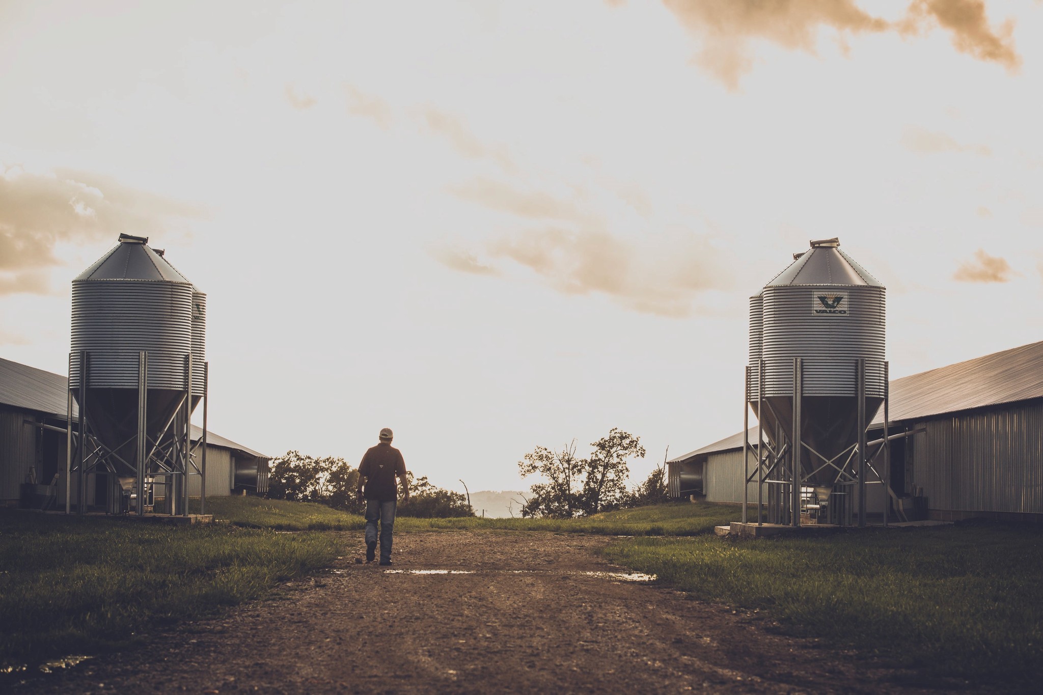 chicken farm advertising photography
