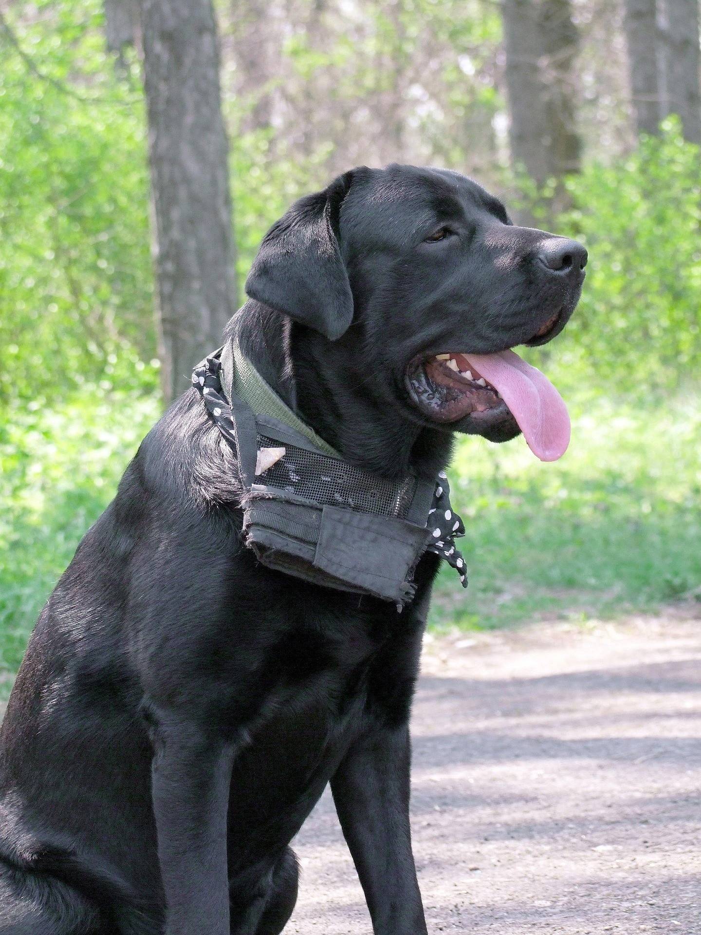 Cane Corso Breed History