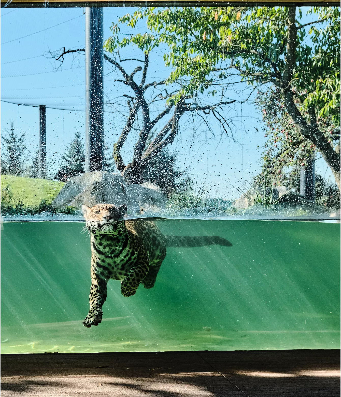 ZOO Zlín-Lešná, zasklení – Jaguar Trek