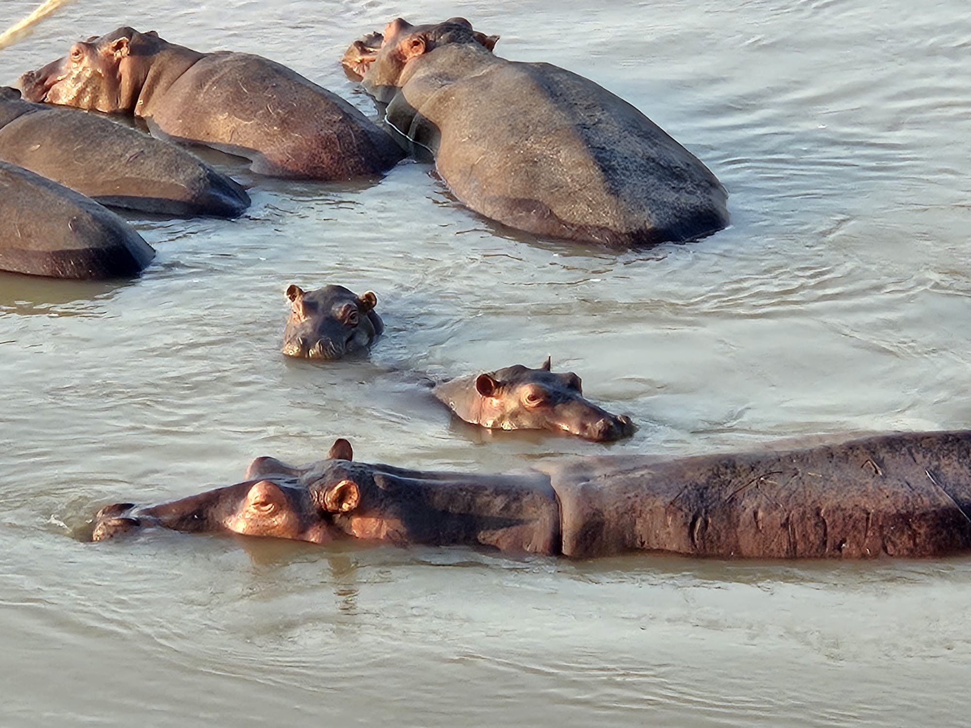 Troupeau d’éléphants réuni près d’un point d’eau