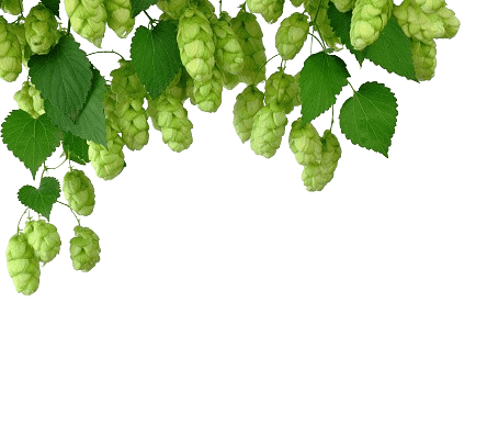 Leaf Image