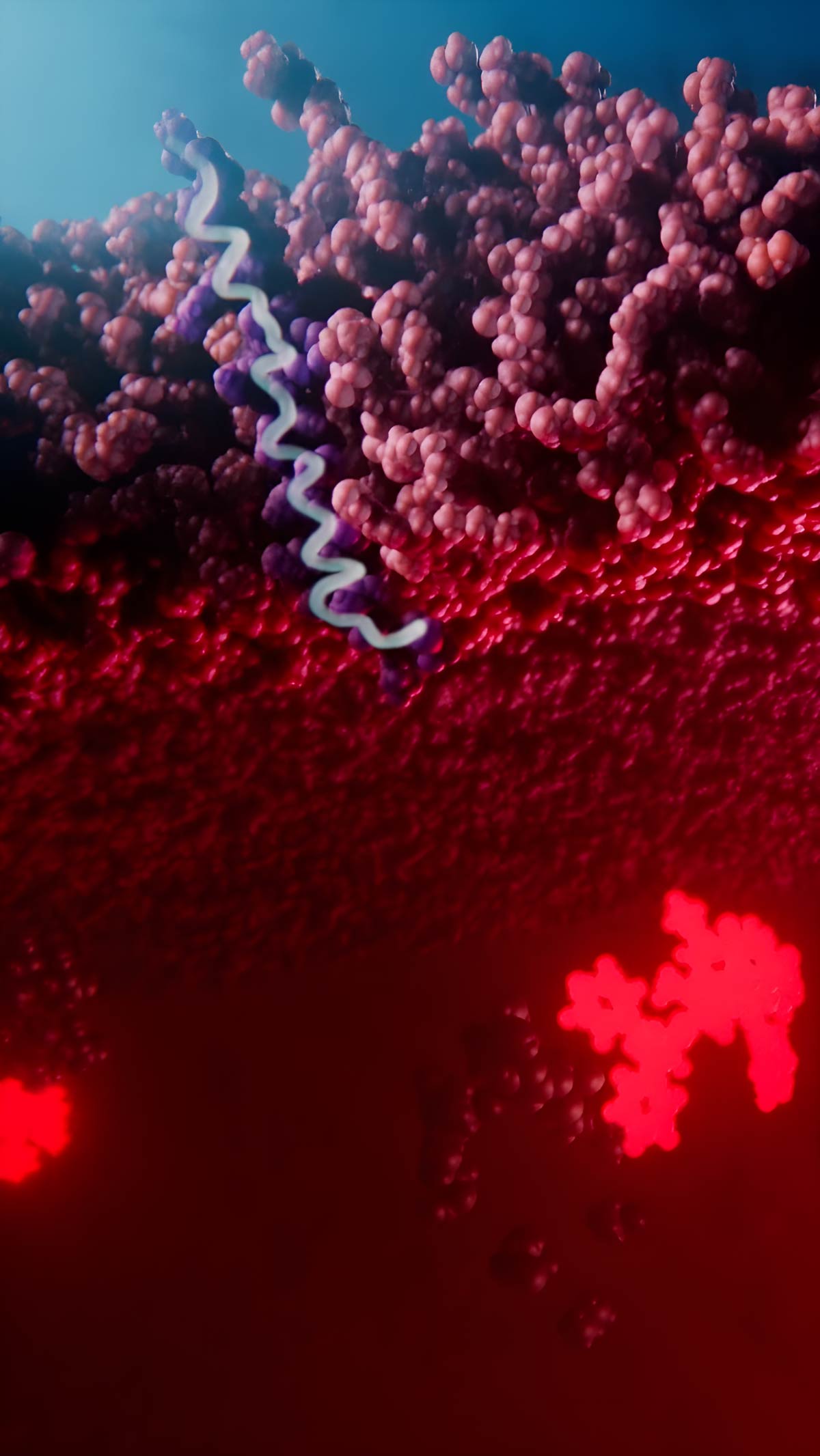 Drug molecule separates from the delivery peptide and enters the cytoplasm