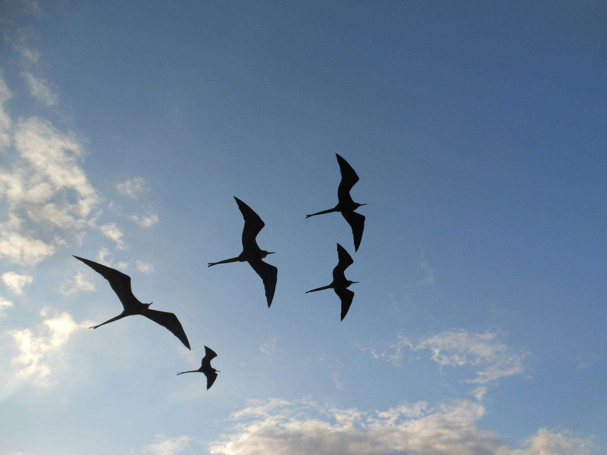 five silhouette of birds flying on sky