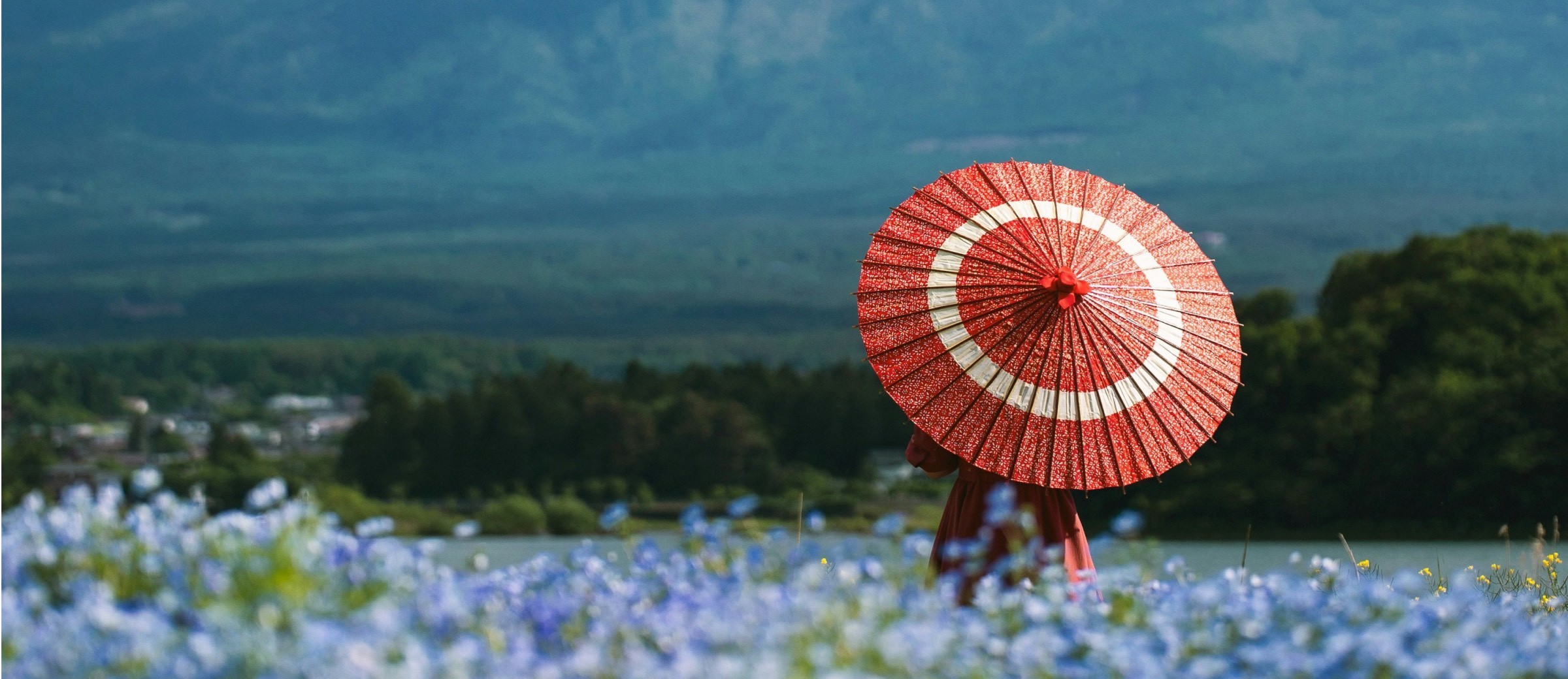 Parque Hitachinaka con flores azules y un paraguas japonés rojo