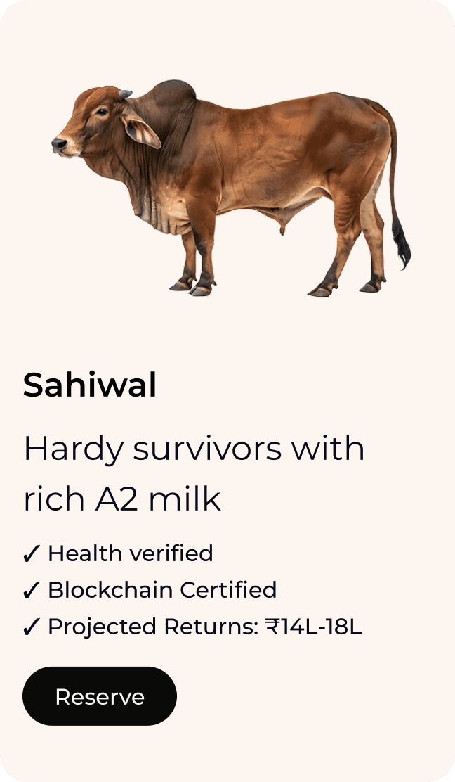 Sahiwal Cow | Gomini