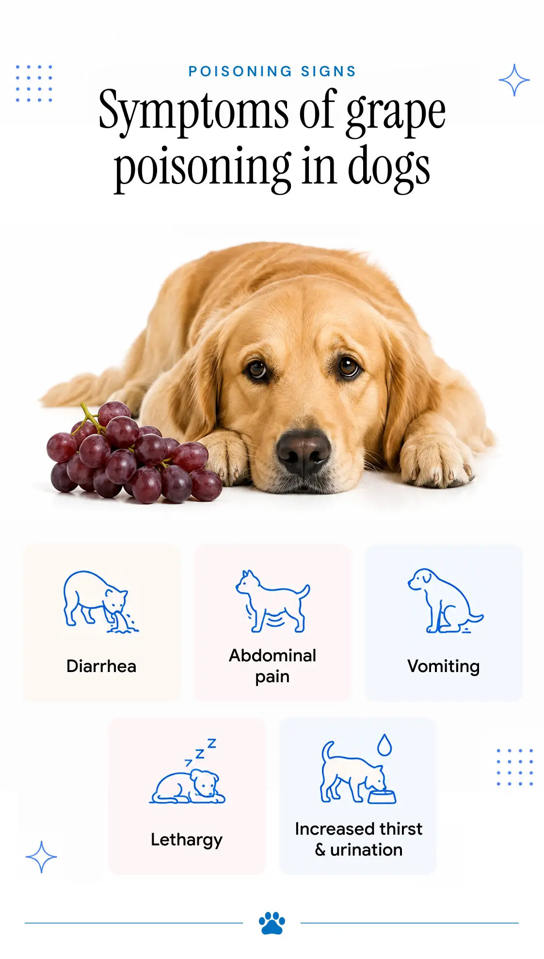 An infographic detailing the symptoms of grape poisoning in dogs.
