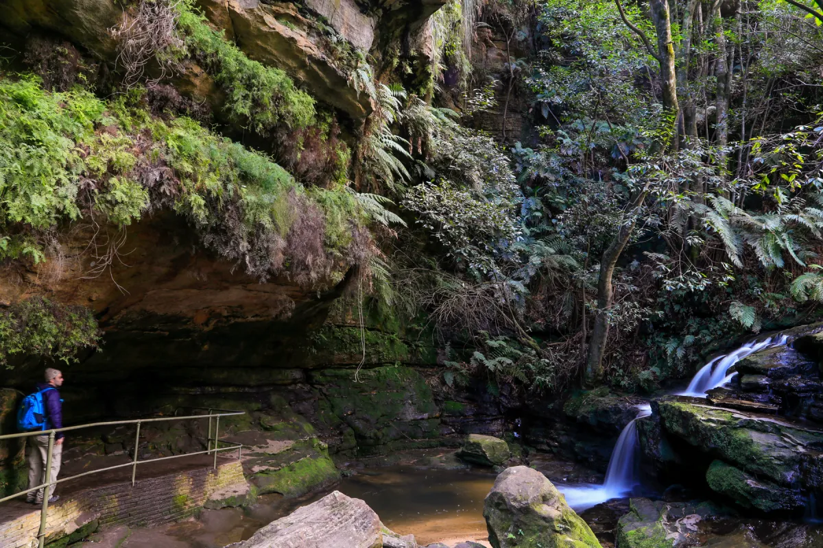 Waterfall in rainforest canopy under golden morning light