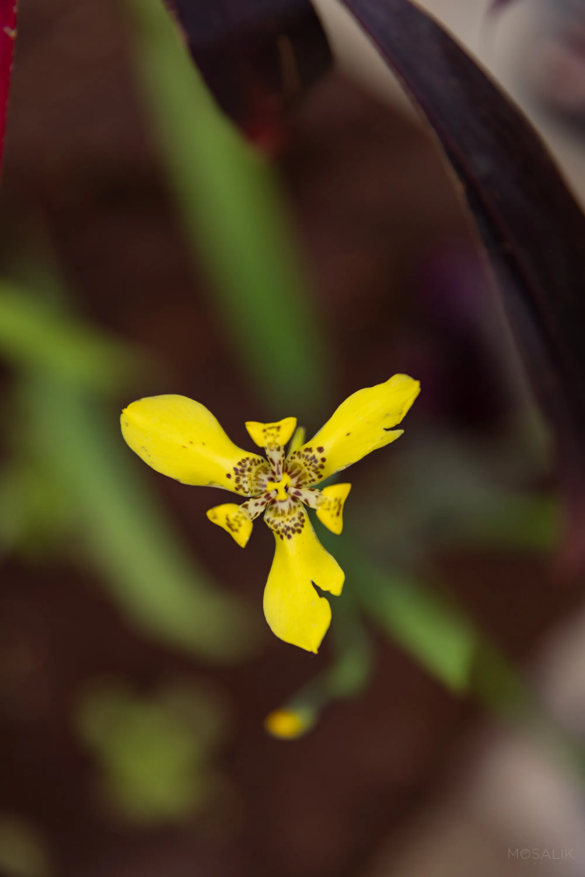 Yellow wildflower in the Jaali Blue garden