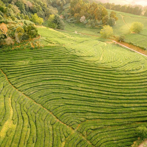 مزارع شاي غورينا