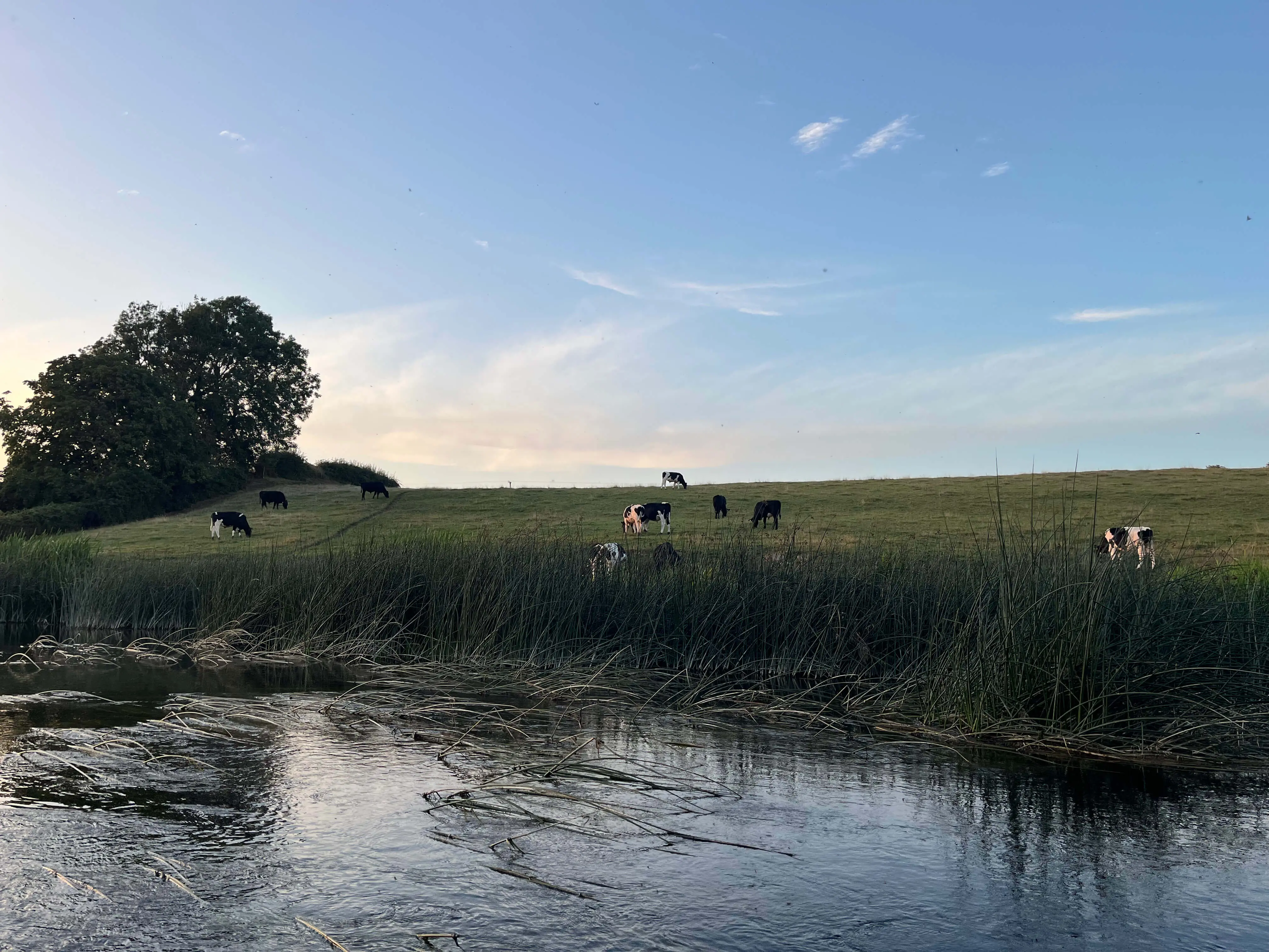 Angler fishing a long leader and small dry fly on an Irish chalkstream at last light