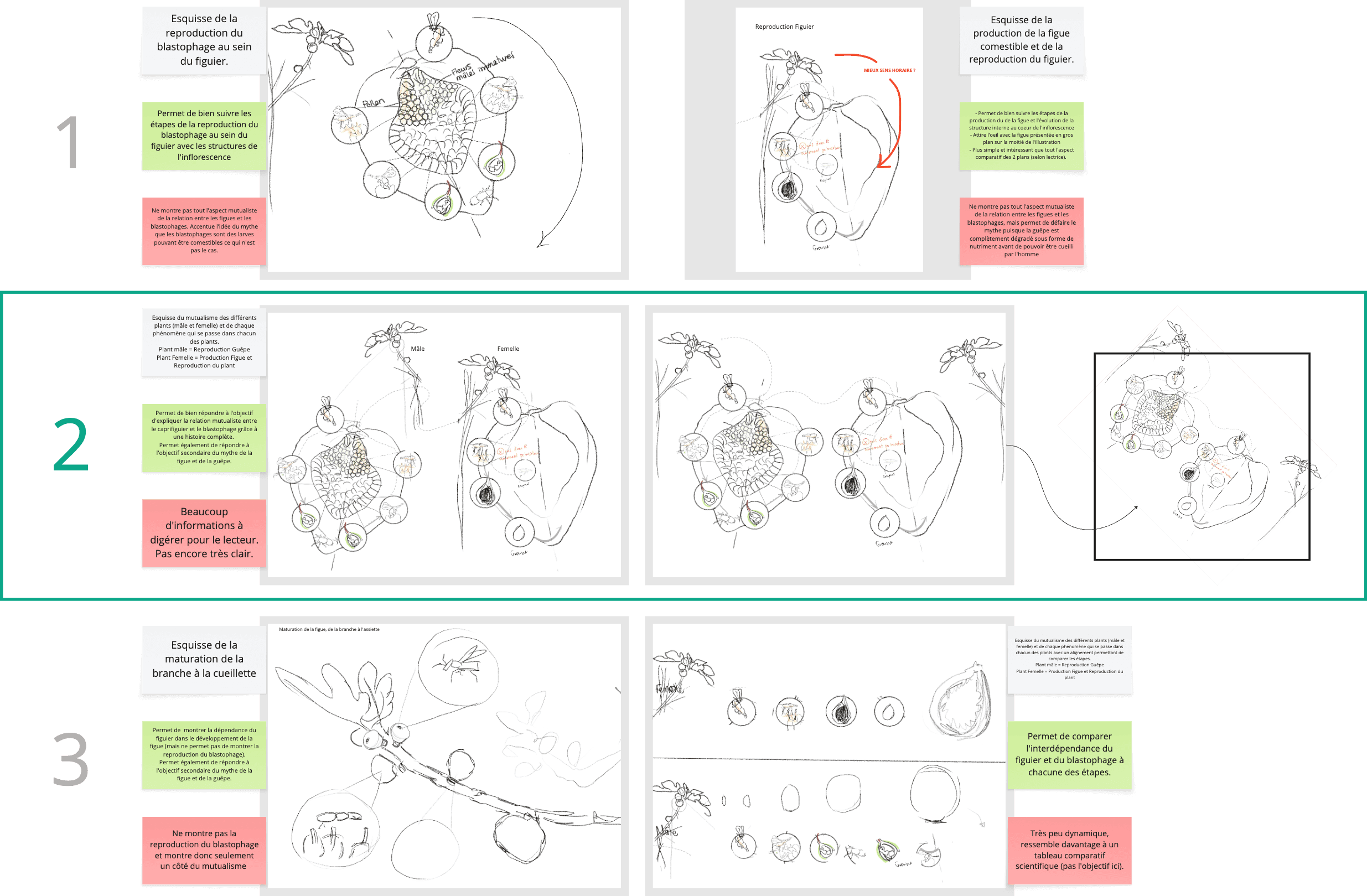 Image des esquisses préliminaires du projet figuier-blastophage par Élodie Ouellet-Belleau