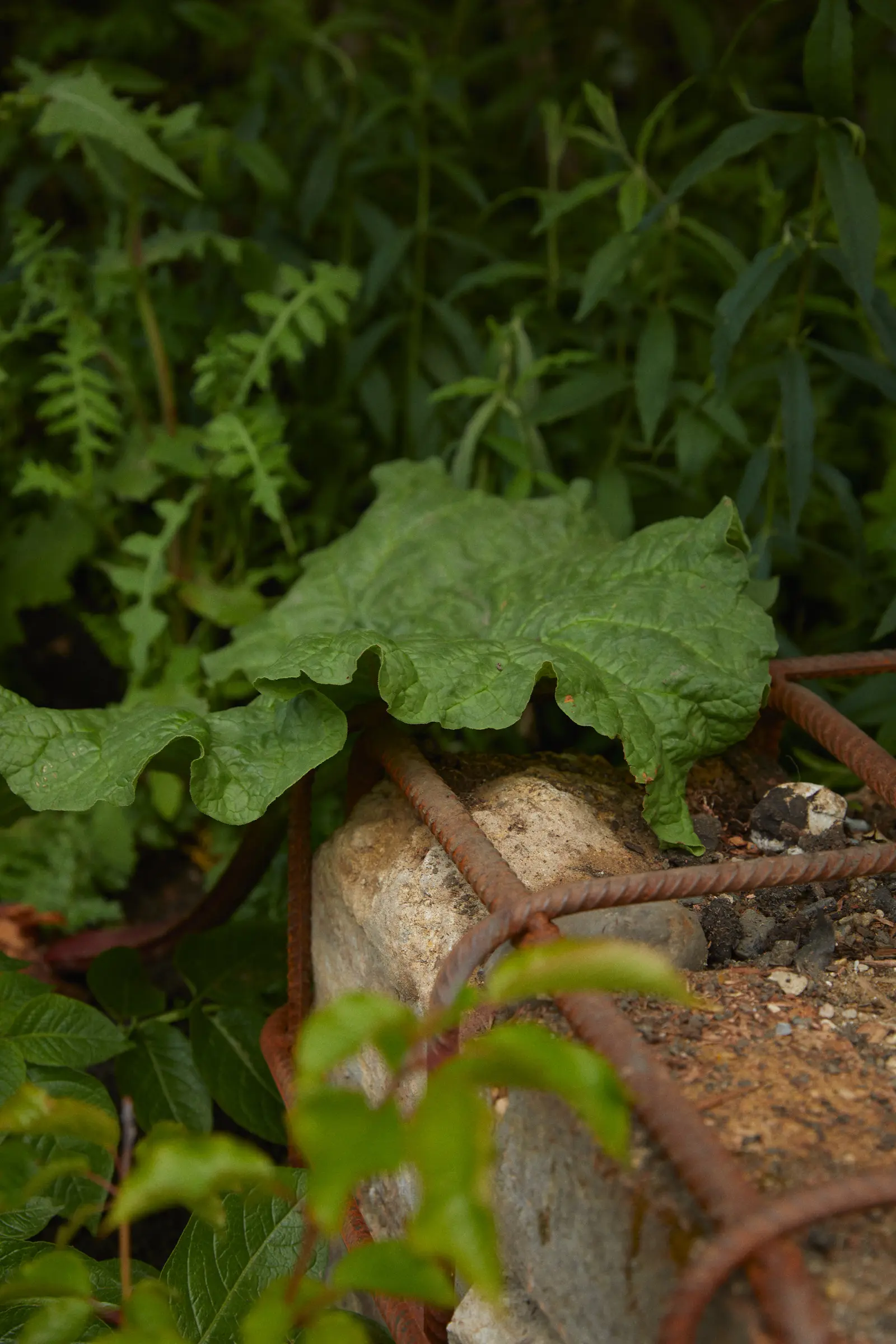 Two mushrooms peek out from beneath large green leaves in a natural, wooded setting.