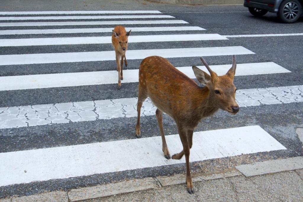 Deer crossing the road in Nara, Japan