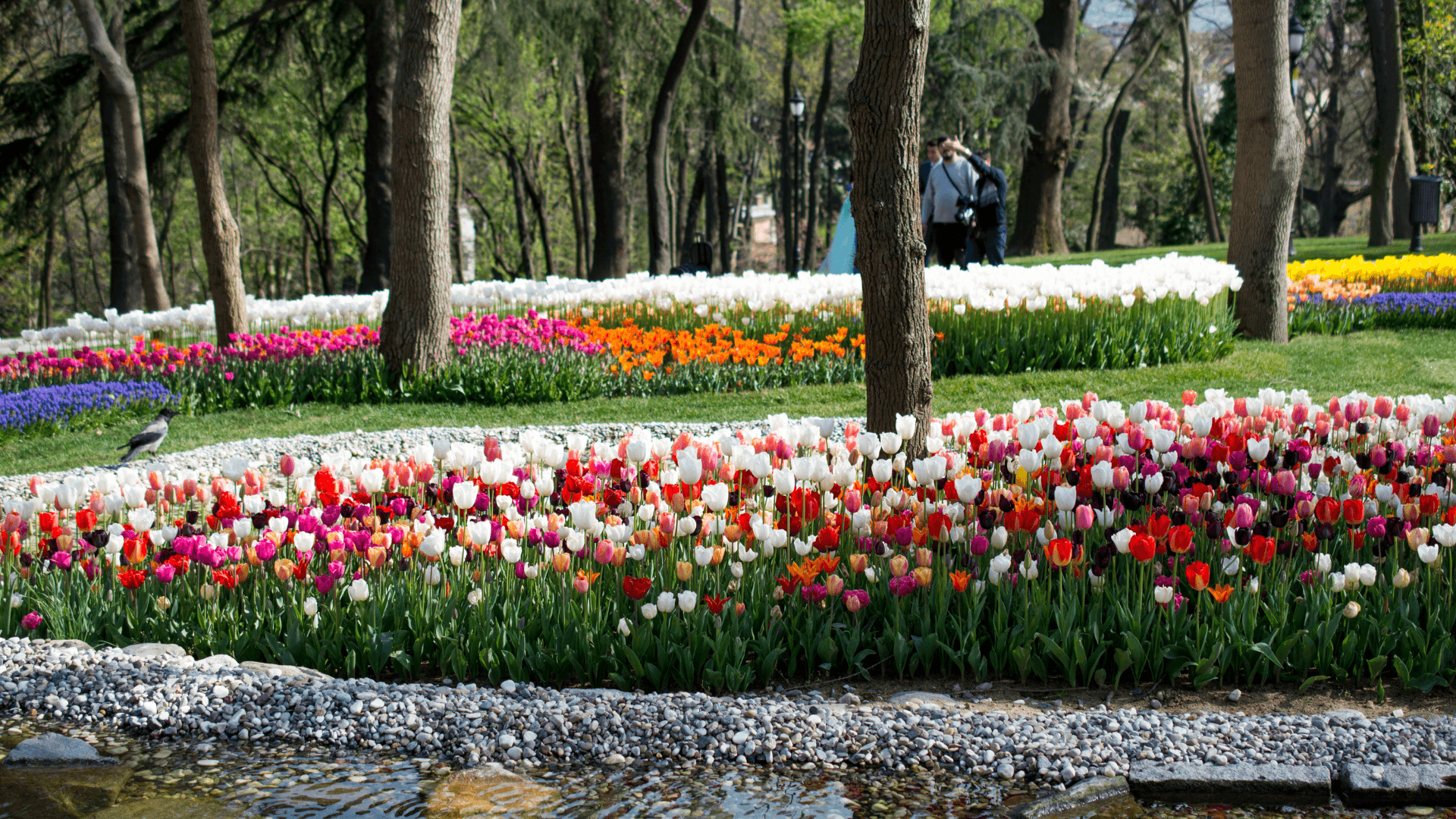 Colorful tulip garden in full bloom at Emirgan Park, Istanbul, spring landscape with vibrant flowers, trees, and walking paths