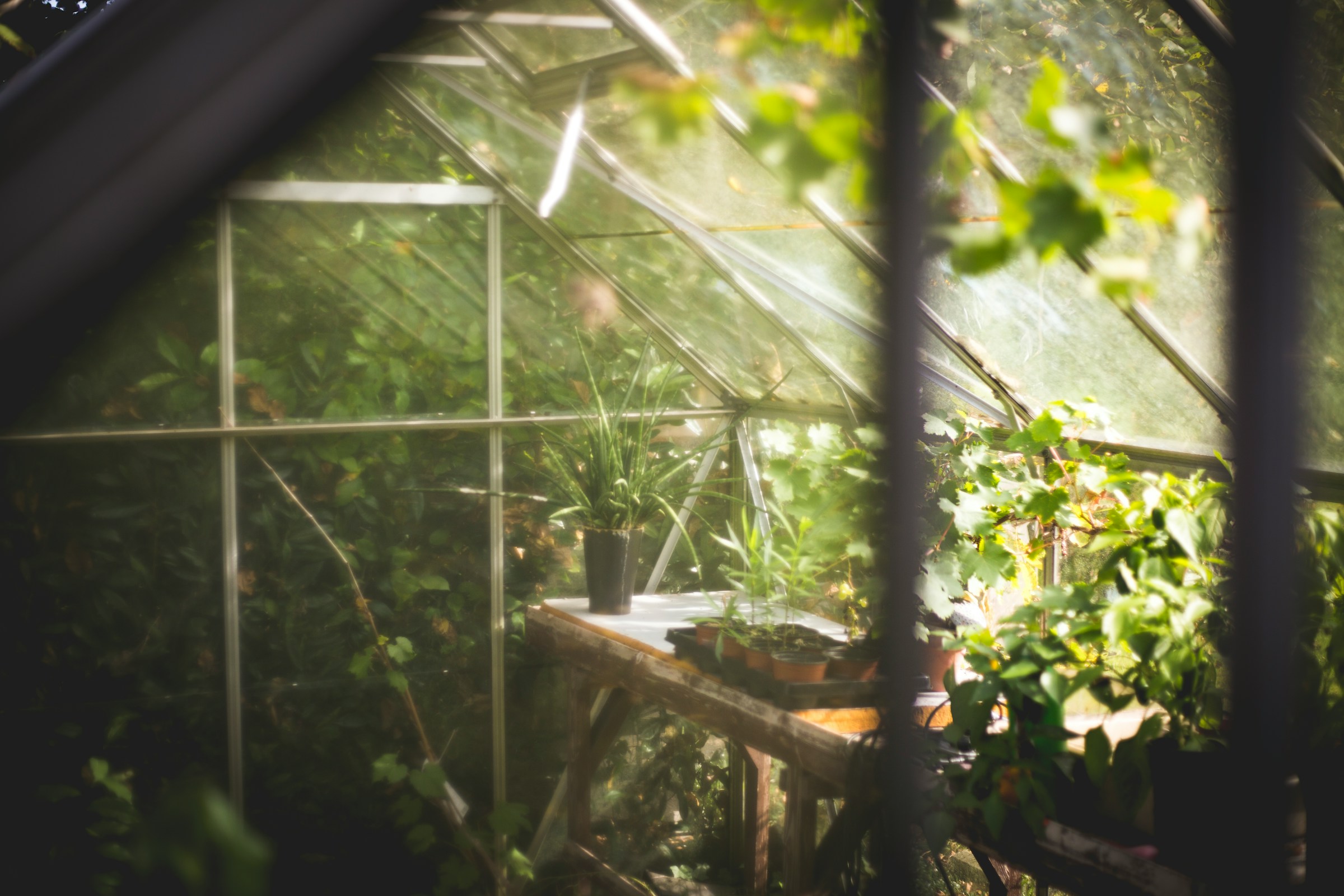 Potted plants on a workbench