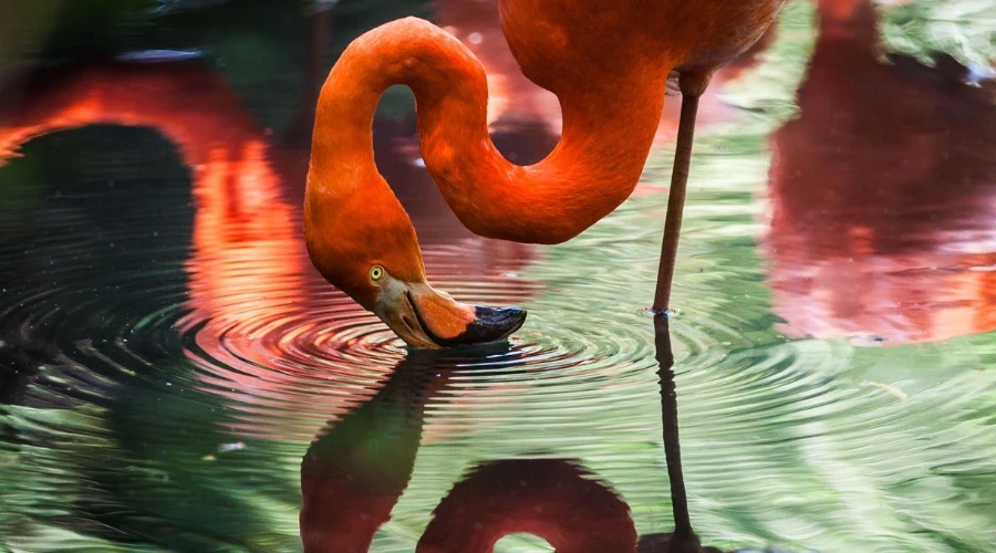 Fenicottero riflesso nell’acqua come simbolo di non separazione tra sé e natura