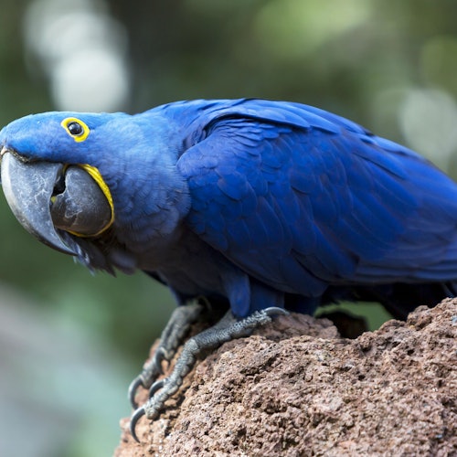 Živý modrý papoušek se žlutým okem a velkým zobákem s rozmazaným přírodním pozadím sedí na skále.