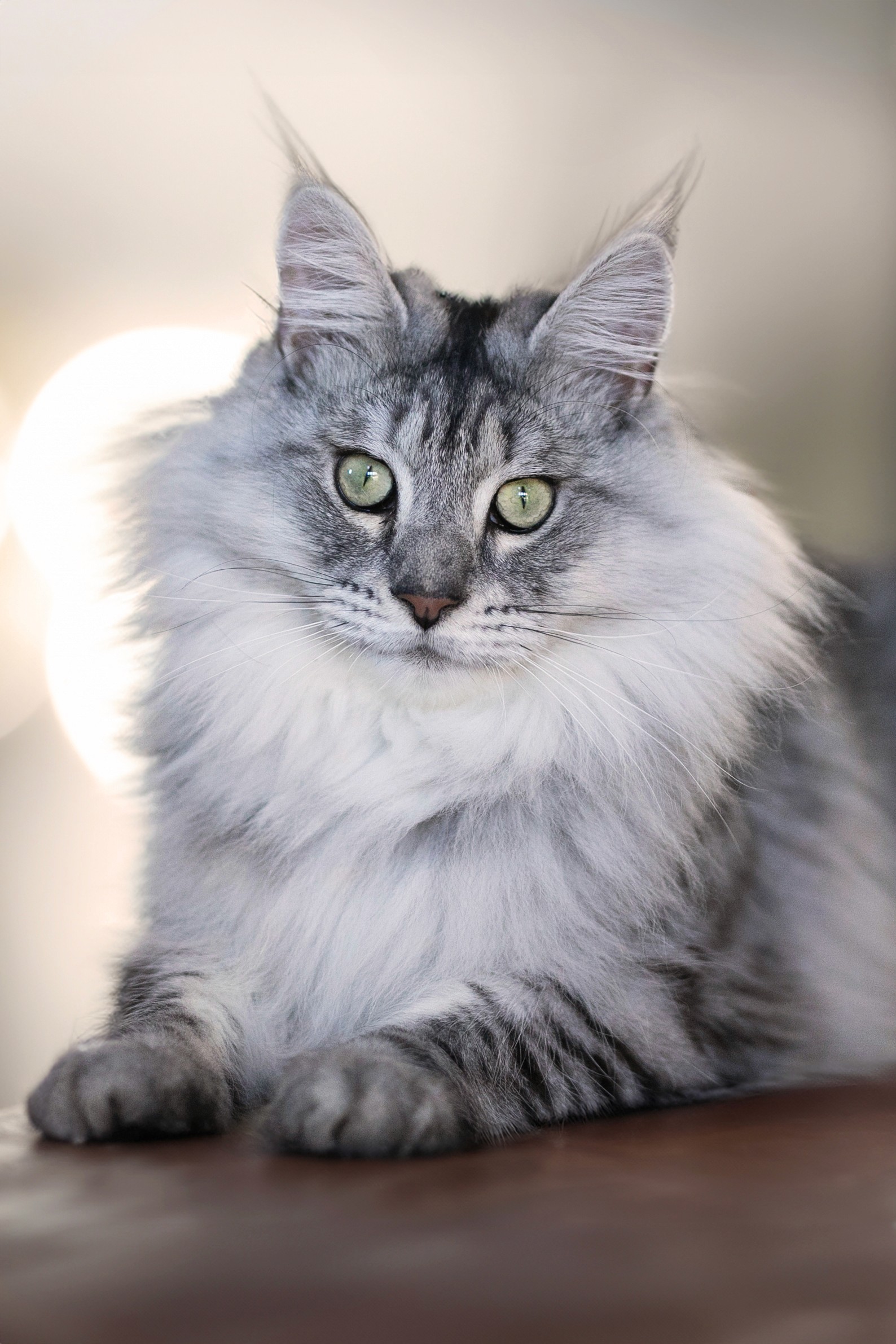 Fashion portrait photography