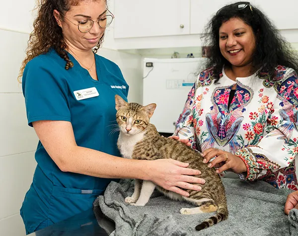 A pet cat is being checked on by our veterinary staff at the clinic