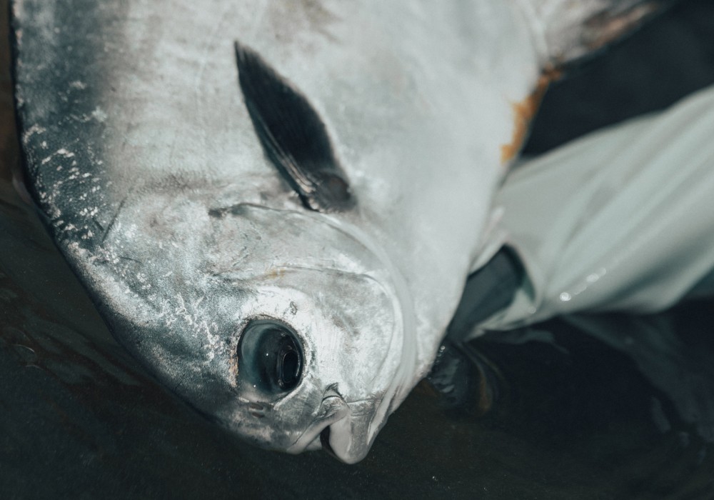 Side view of a permit head, just above water