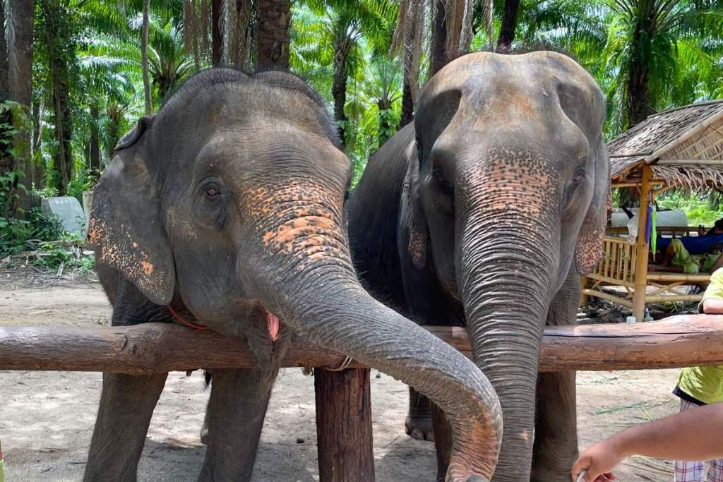 Elephants at the Krabi Elephant Sanctuary, Thailand