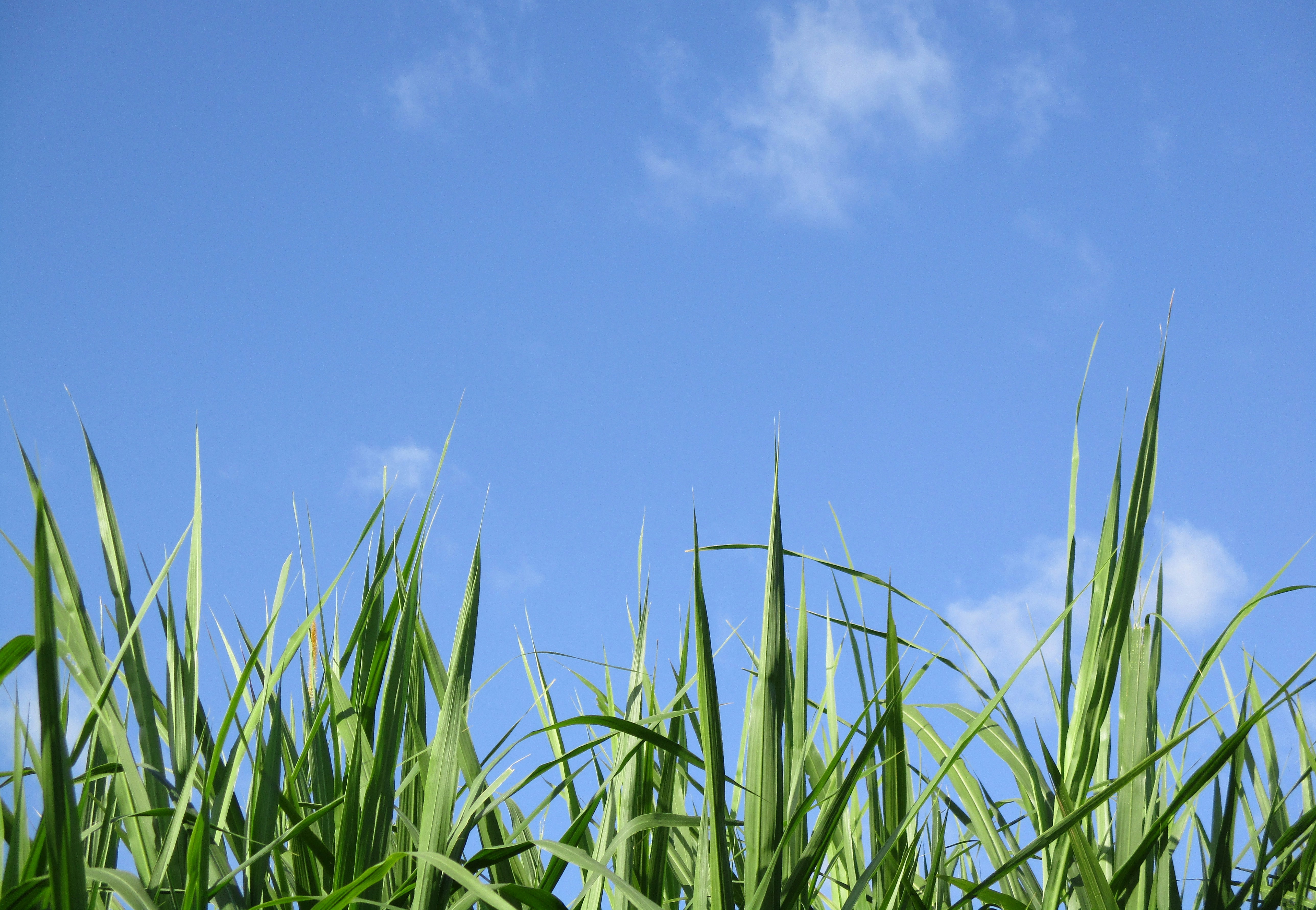 green linear leafed plants under blue sky during daytime