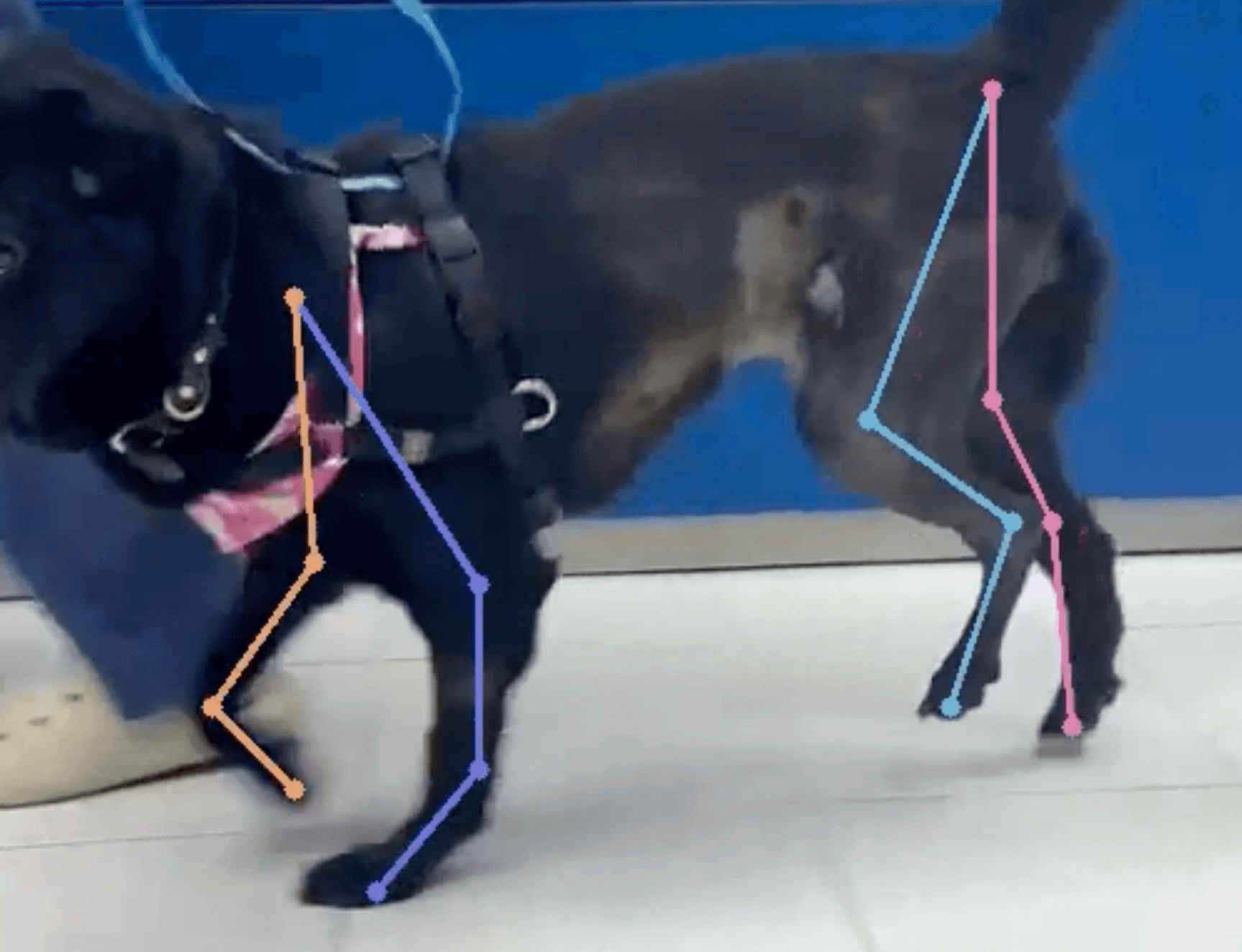 BOO AI gait analysis