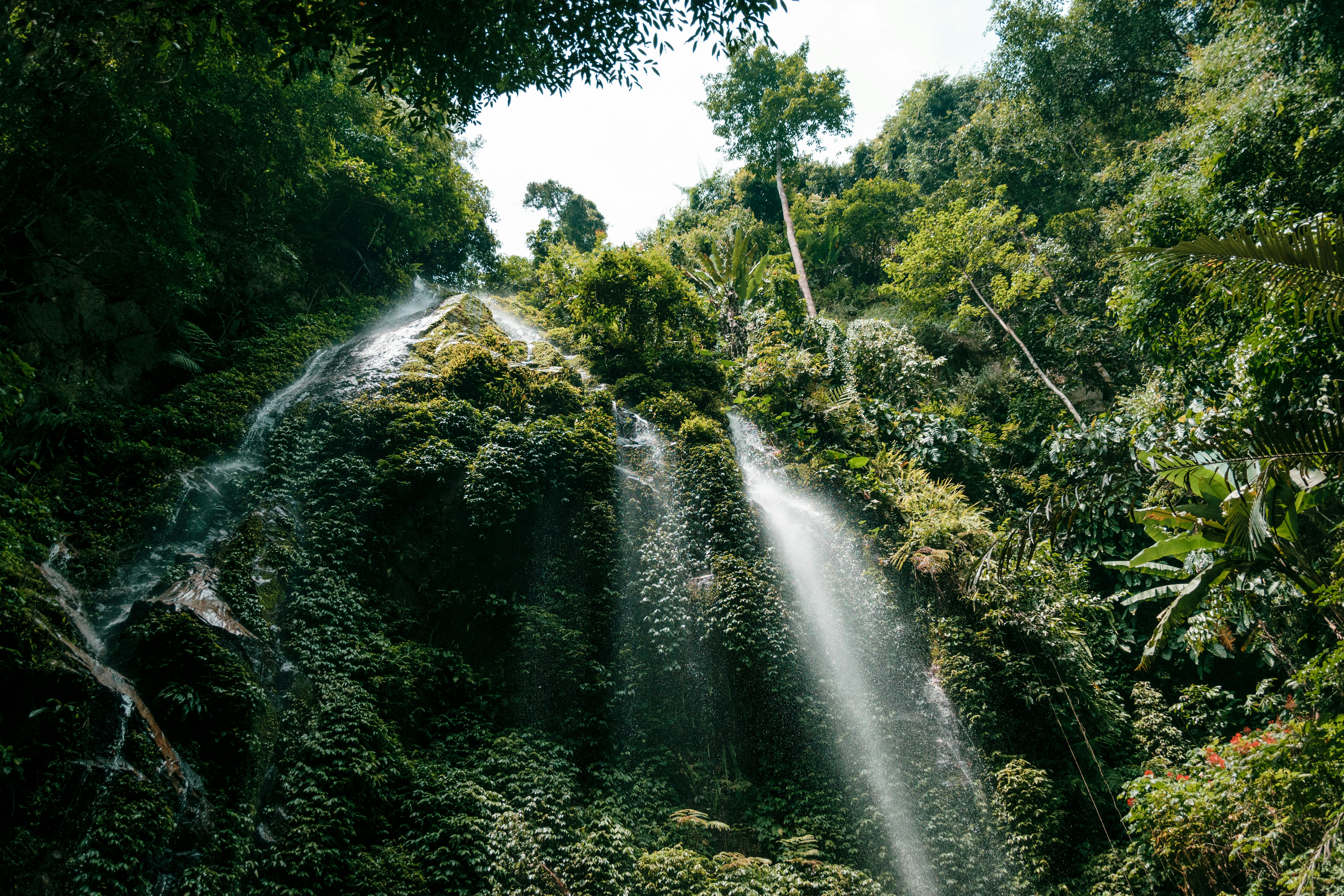 Rainforest