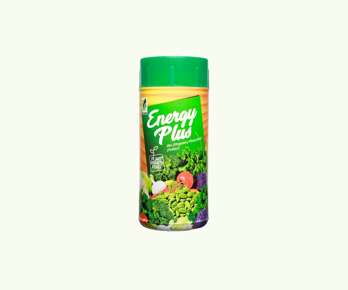 Green Fern