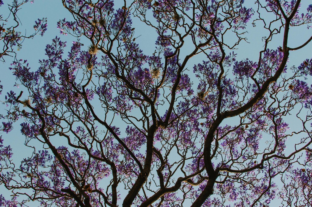 image of colorful tree